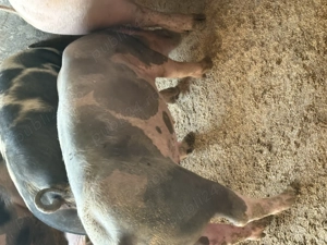 Porci,rasă de carne,crescuți cu uruiala