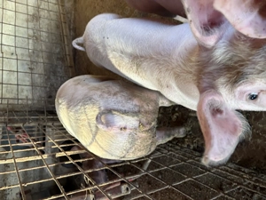 Porci,rasă de carne - imagine 3