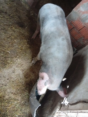vând porc de tăiat 160,170 de kg
