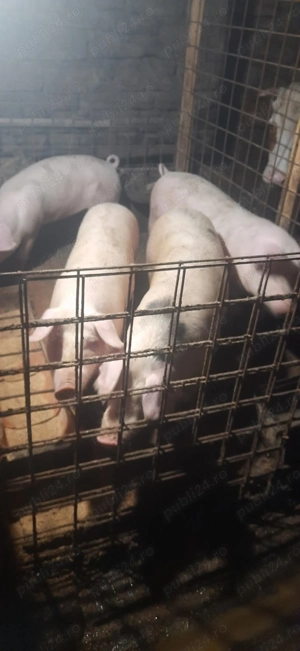 Porci de vânzare - imagine 4