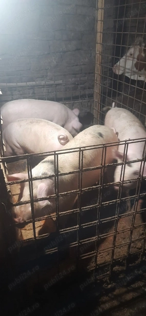 Porci de vânzare - imagine 2
