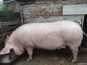 Porci disponibili - imagine 2