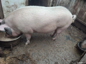 Porci disponibili