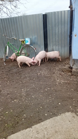 Purcei de vanzare 10 săptămâni  - imagine 2