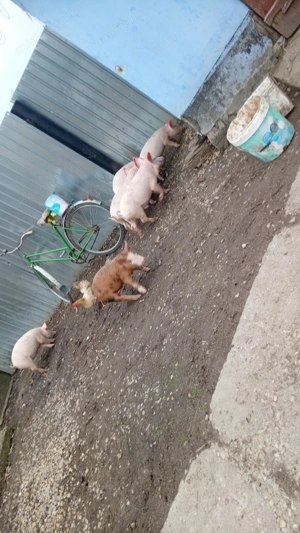 Purcei de vanzare 10 săptămâni  - imagine 3