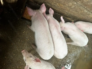 Purcei de vanzare 10 săptămâni 