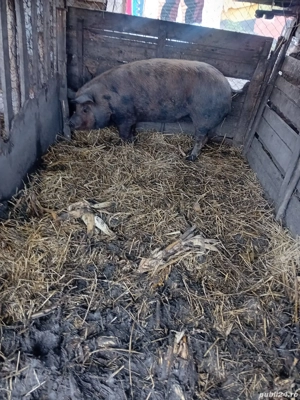 De Vânzare scrofă pentru sacrificat 12 lei kg - imagine 3