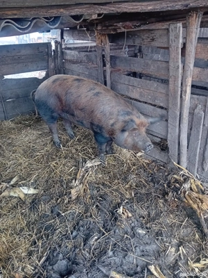 De Vânzare scrofă pentru sacrificat 12 lei kg - imagine 2