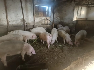 Porci de vânzare 90-130 kg - imagine 2
