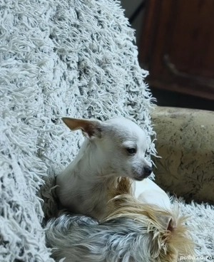 Fetiță chihuahua  - imagine 2