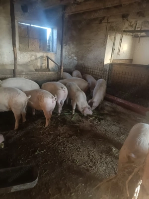 Porci de vânzare 90-130 kg