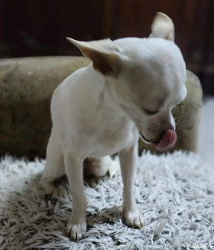 Fetiță chihuahua  - imagine 3