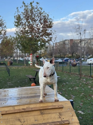 Bull terrier 7 luni 