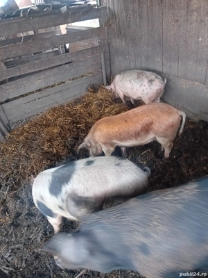 De Vânzare 3 bucăți 1 mascur și 2 purcele  - imagine 3