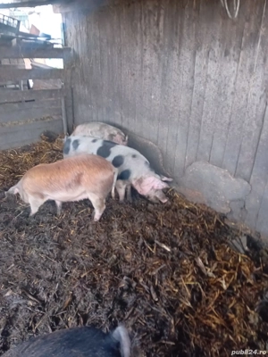 De Vânzare 3 bucăți 1 mascur și 2 purcele  - imagine 4