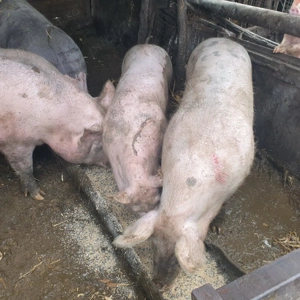 Porci de vanzare  - imagine 2