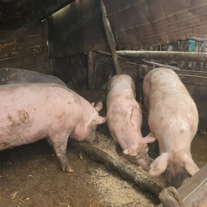 Porci de vanzare  - imagine 2