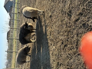 Vind porc mangalita - imagine 2