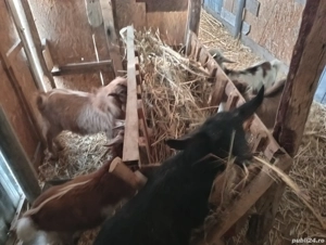 Schimb 4 iede și un țap pe doi purceii  - imagine 4