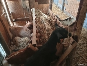 Schimb 4 iede și un țap pe doi purceii  - imagine 2