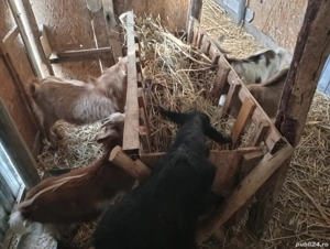 Schimb 4 iede și un țap pe doi purceii  - imagine 3
