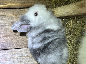 Iepuraș cap de leu pitic  - imagine 2