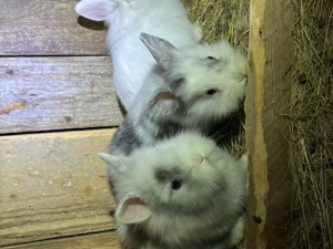 Iepuraș cap de leu pitic  - imagine 3