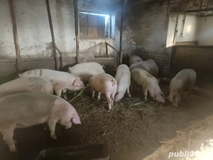 Porci de vanzare 