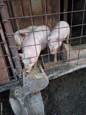 vând purcei  - imagine 2