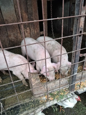 vând purcei  - imagine 3