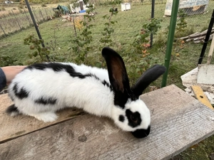 Iepuri fluturi german  - imagine 3