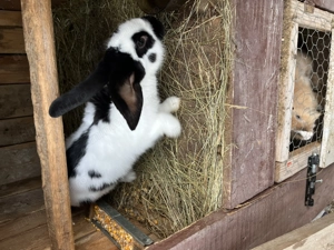 Iepuri fluturi german 