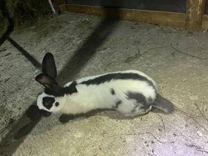 Iepuri fluturi german  - imagine 2