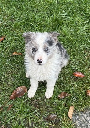 Border Collie Blue Merle Tricolor - imagine 2