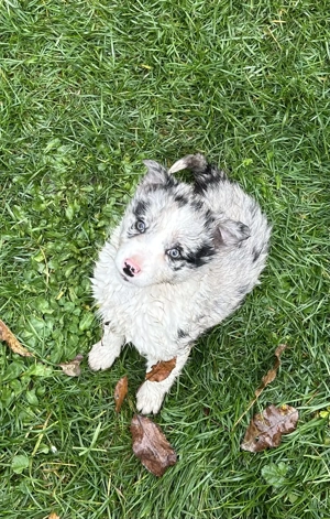 Border Collie Blue Merle Tricolor - imagine 3