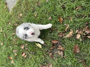 Border Collie Blue Merle Tricolor - imagine 4
