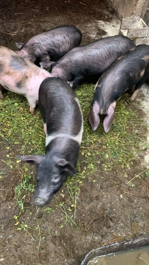 Vând purcei rasa Bazna  - imagine 2