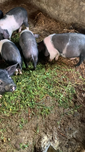 Vând purcei rasa Bazna  - imagine 4