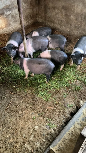 Vând purcei rasa Bazna  - imagine 3