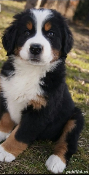 Ciobănesc de Berna Fetiță - imagine 2