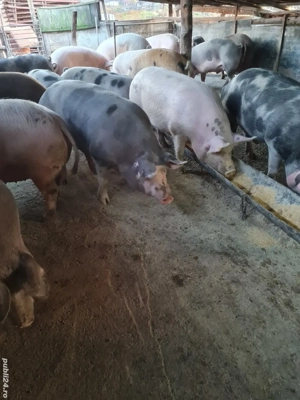 Vând porcii de casă 