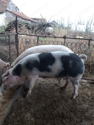 Vând porc, rasă de carne - imagine 2