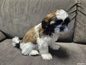 Căței Shih-tzu 