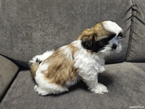 Căței Shih-tzu  - imagine 2