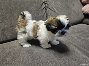Căței Shih-tzu  - imagine 3