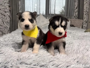 Caței Husky Siberian - imagine 5
