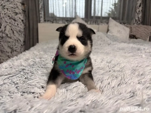 Caței Husky Siberian - imagine 4