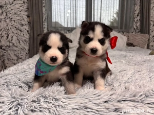 Caței Husky Siberian - imagine 3