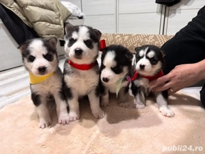 Caței Husky Siberian - imagine 2