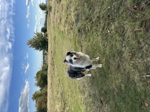 Border Collie Blue Merle Tricolor - imagine 5